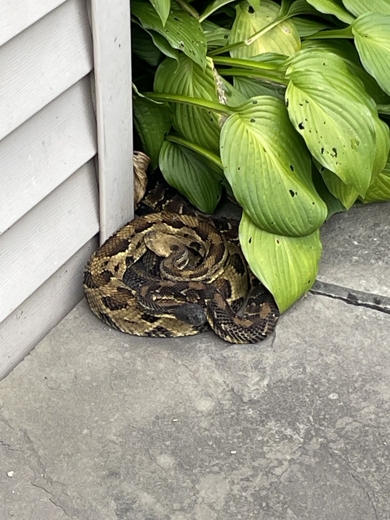 Timber Rattlesnake Home Hancock home is popular with rattlesnakes | Local News | thedailystar.com