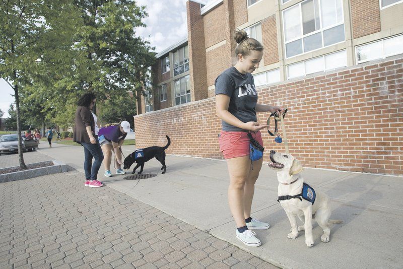 what side should a service dog walk on