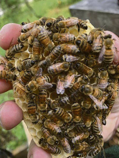 Beekeepers seek volunteers to host hives in spring