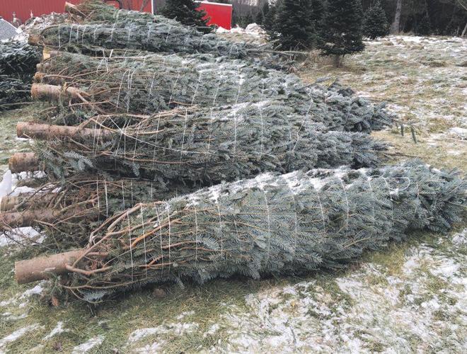 There's nothing like a real Christmas tree Lifestyles