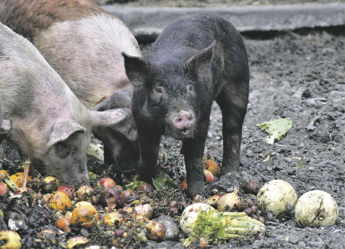 The three little pigs