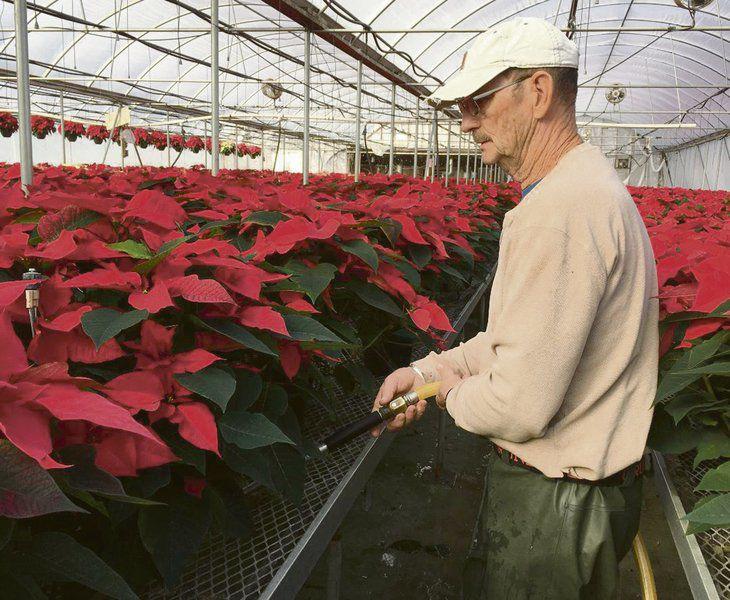 Poinsettia Growers Help Make The Season Bright Lifestyles