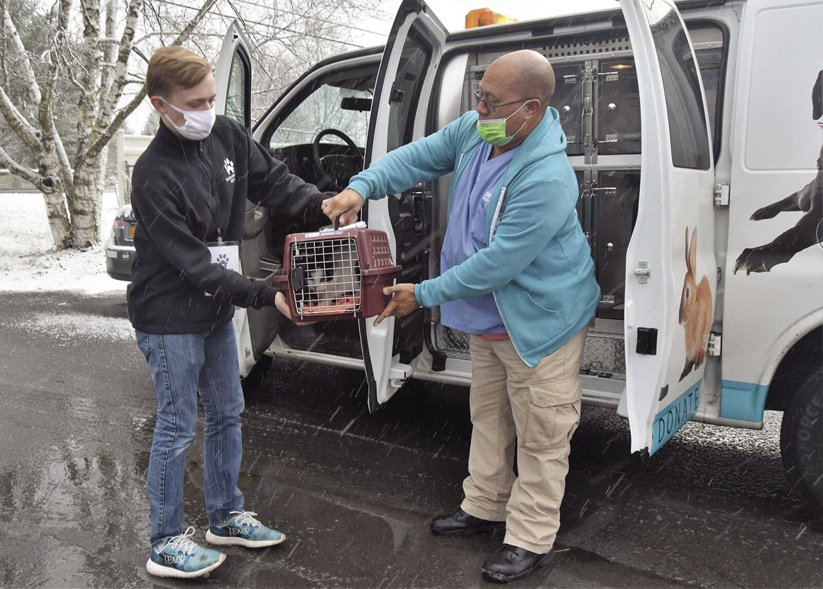 Shelter welcomes shipment of cats from Staten Island