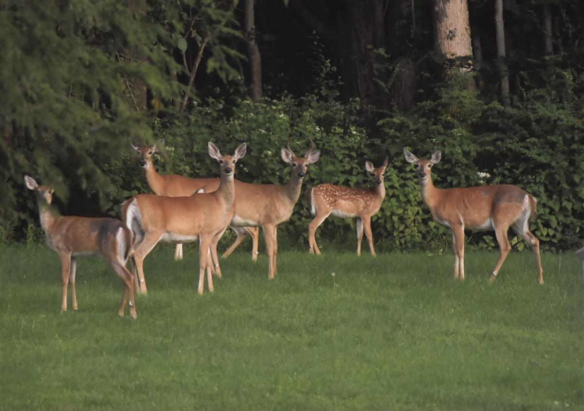 City Proposes Deer Management Plan for Staten Island, WNYC News