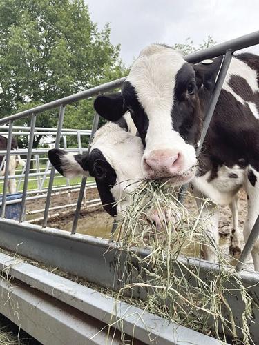 Making hay and feeding hay to our cattle - Clover Meadows Beef