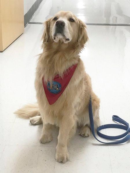 Fox Hospital therapy dog Duncan dies after illness