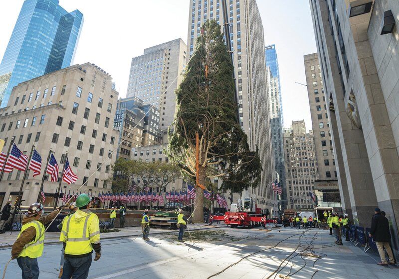 Central park christmas tree owl