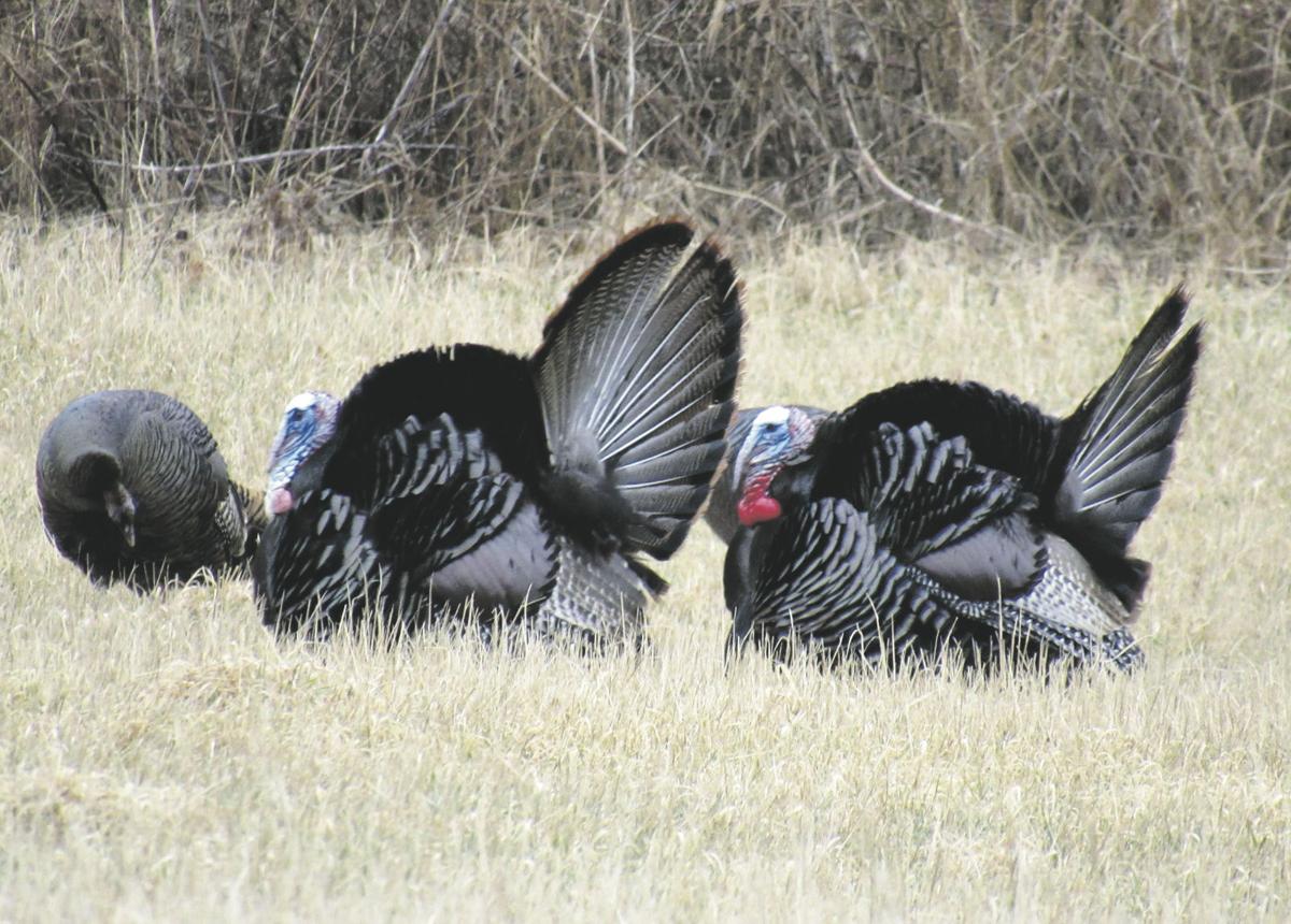 Talking turkey