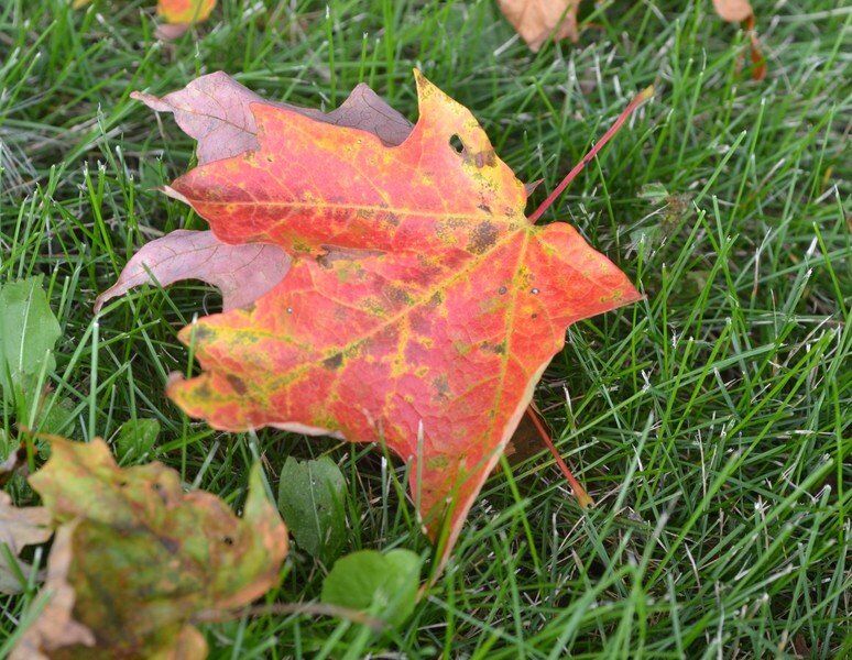 The science of fall foliage Lifestyles