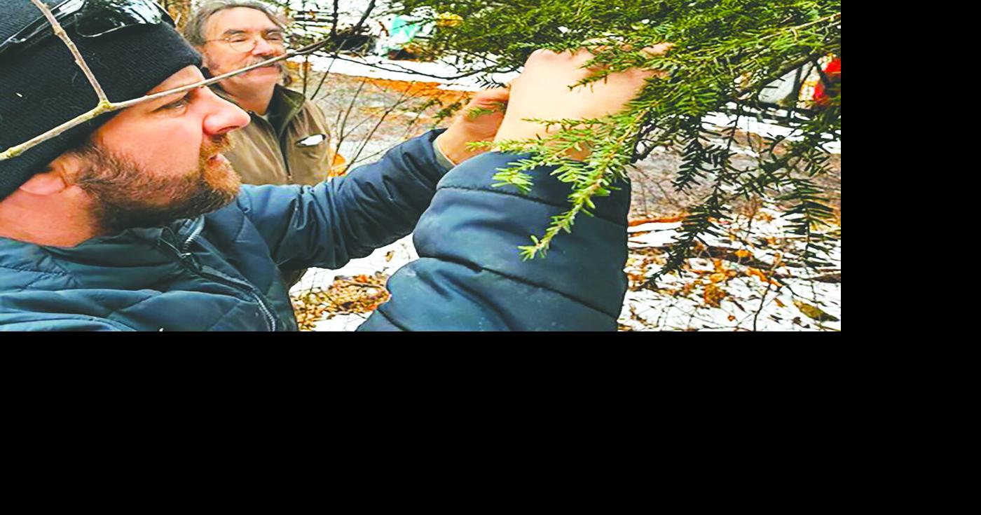Beetles employed to fight invasive insect in Cooperstown | Local News ...