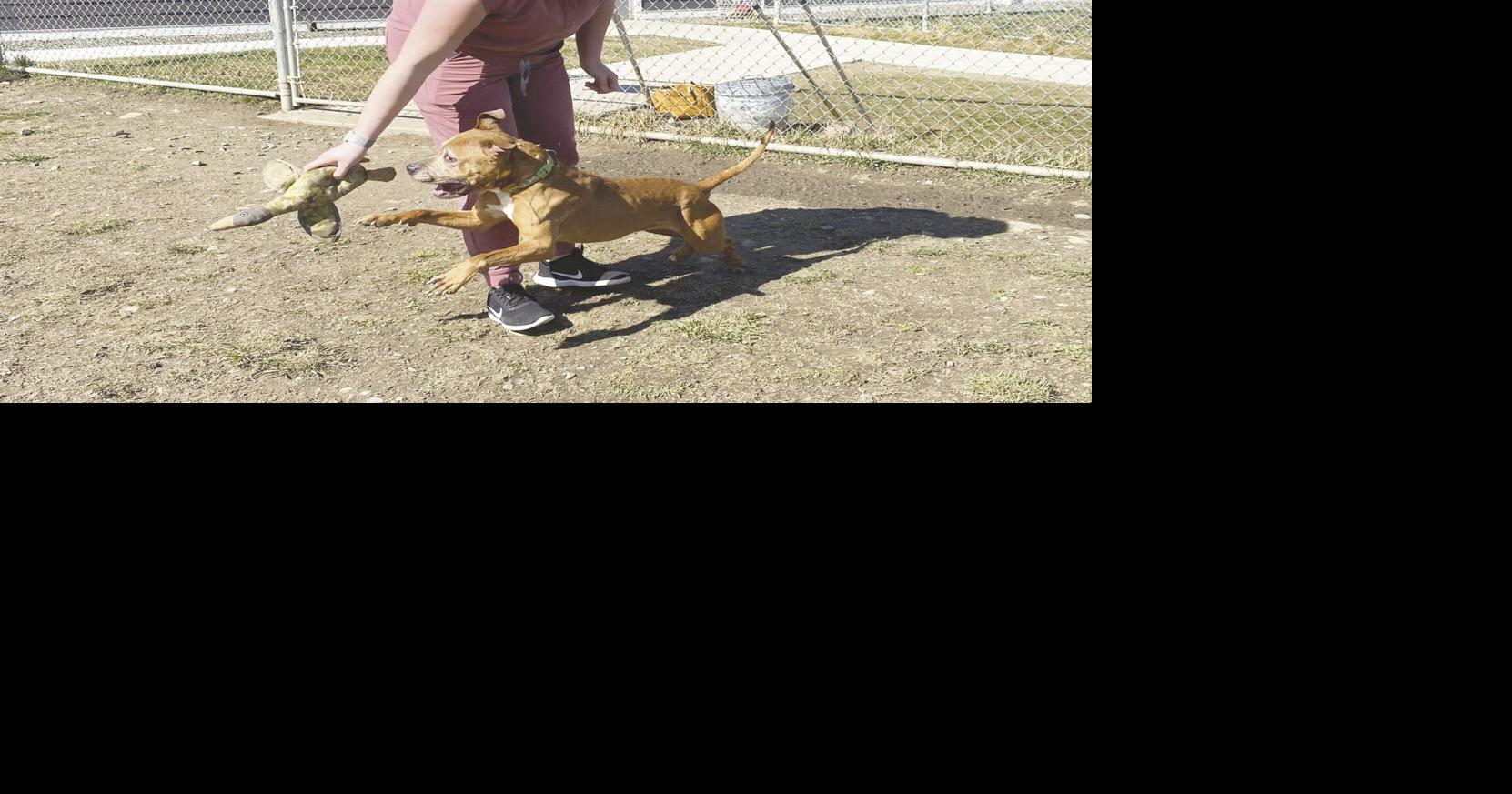 Dogs recovering as owner faces animal abuse charges | Local News ...
