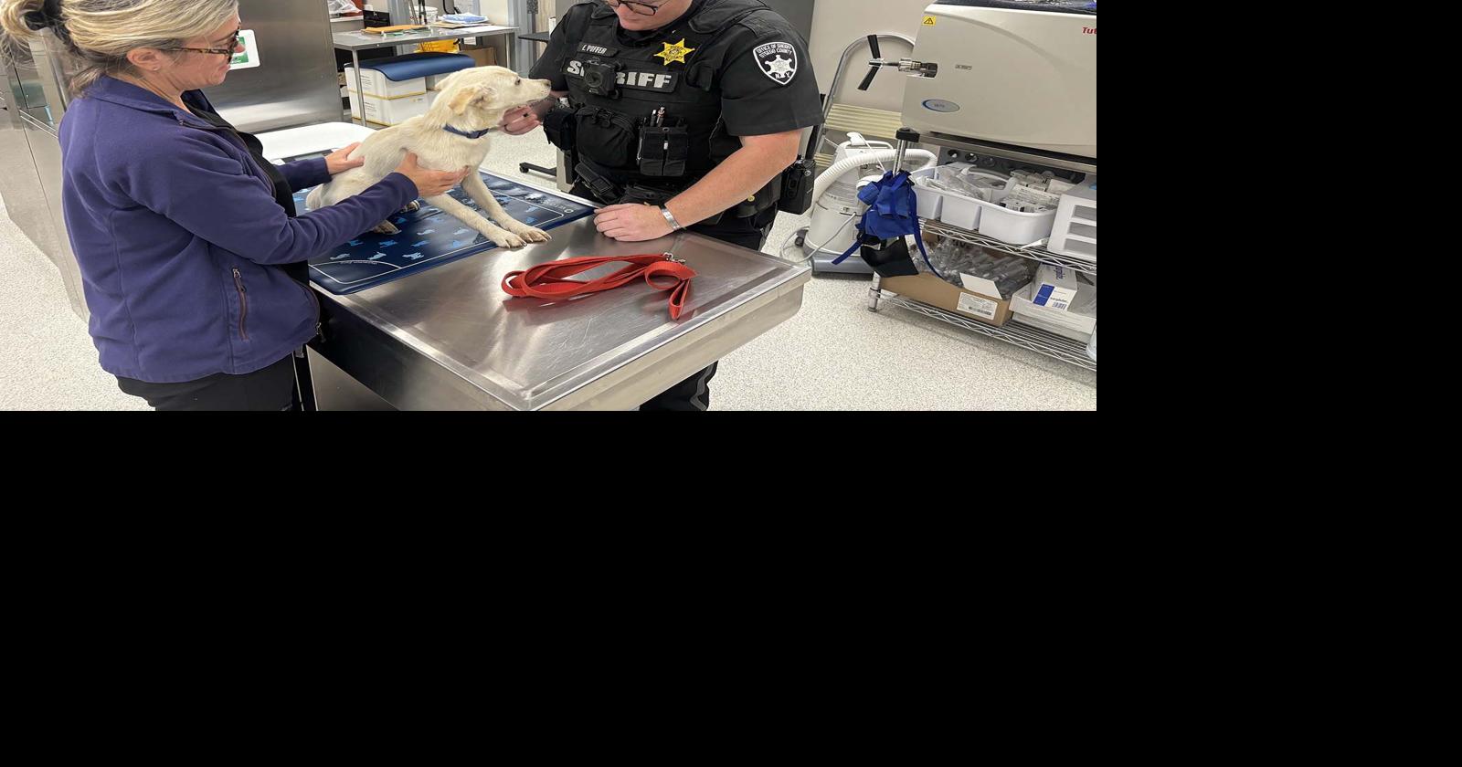 Starving dogs rescued from Edmeston residence | Local News ...