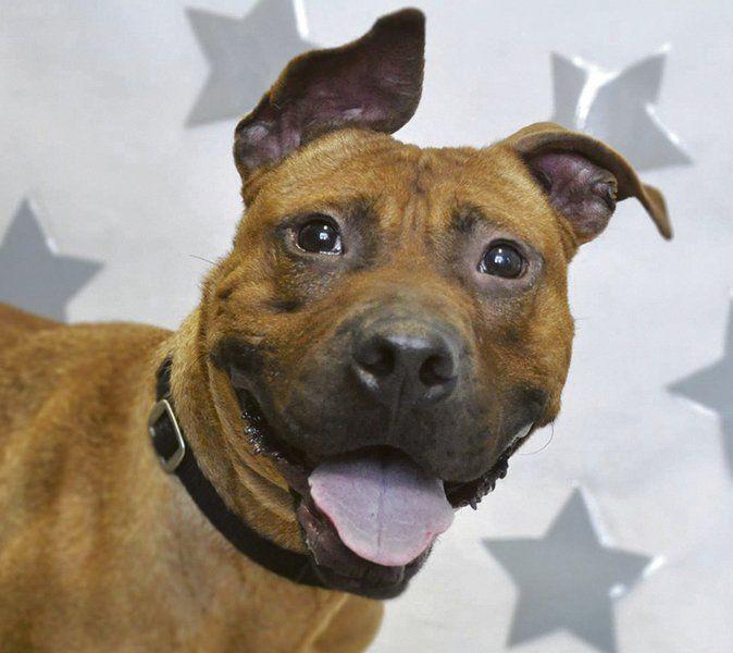 Shelter offers pit bulls saved from L.I. fighting | Local ...