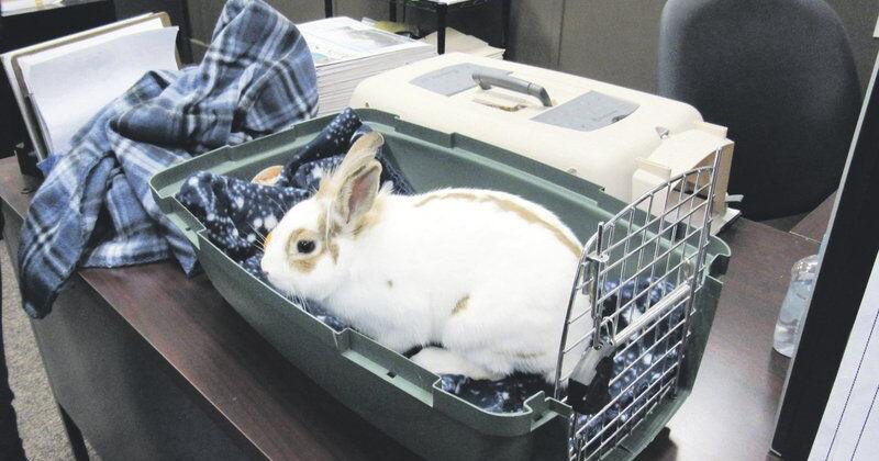 Rabbit rescue reward boosts fountain restoration project | Local News Rabbit rescue reward boosts fountain restoration project | Local News