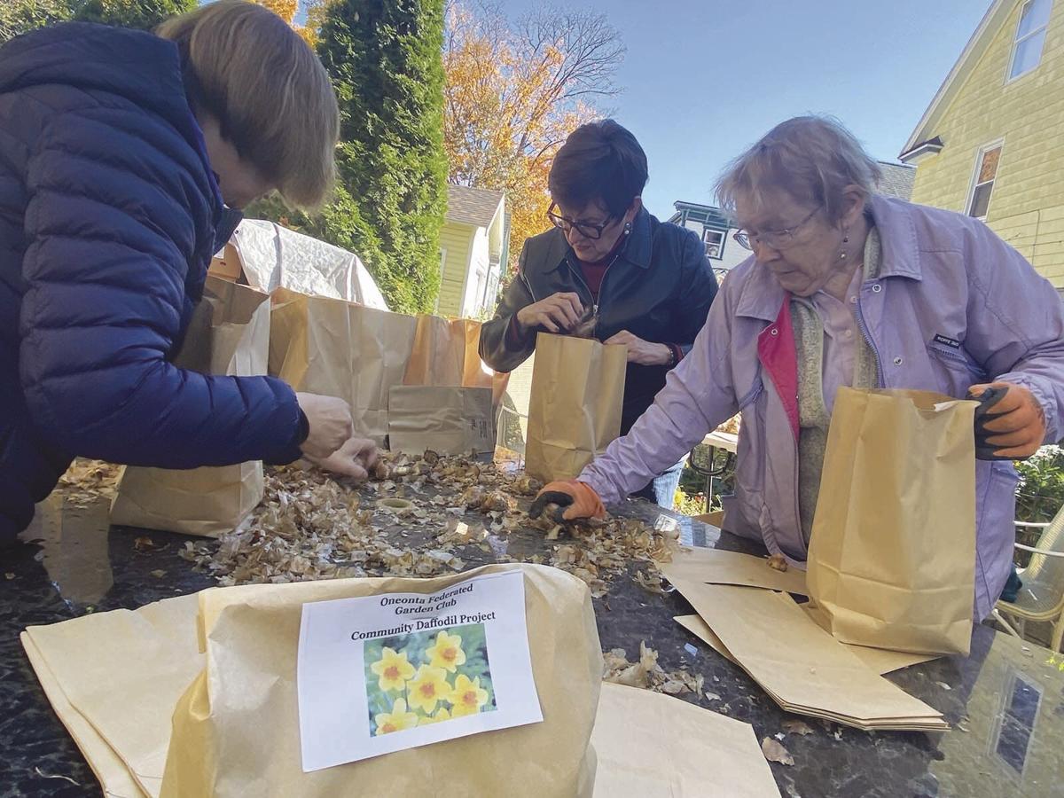 PACKING DAFFODIL BULBS Local News