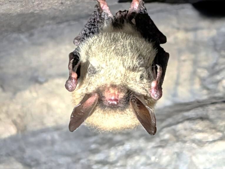 Protective Bat DEC encourages New Yorkers to help protect bats during 'Bat Week ...