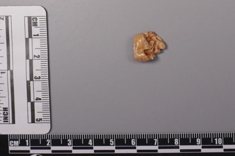 Ancient teeth hint at canoodling between early human relatives ...
