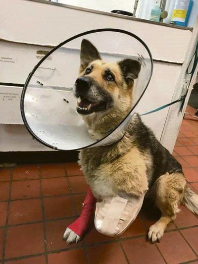 Exeter Man Charged In Animal Cruelty Case Thedailystar Com