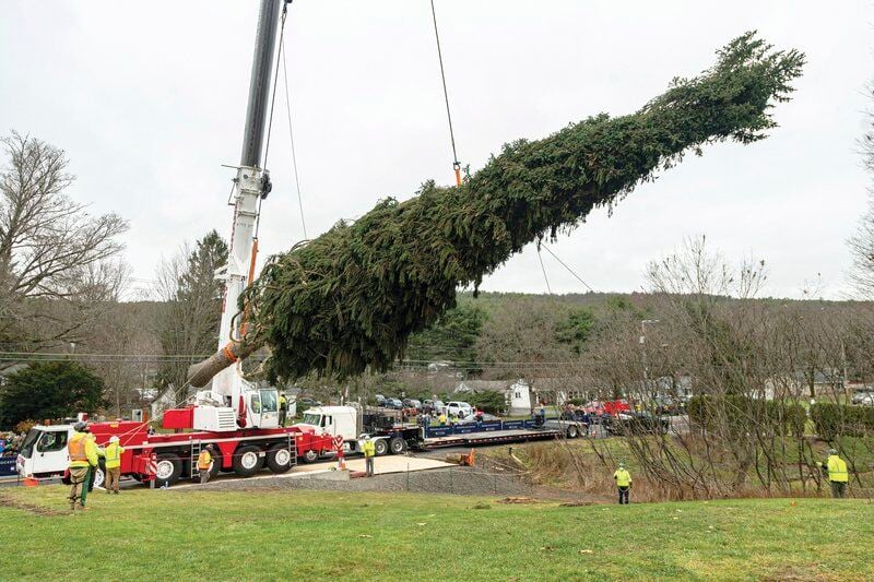 West oneonta christmas tree