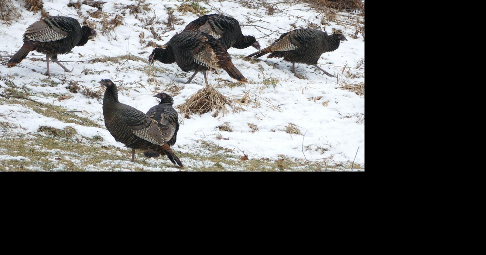 Christmas bird count to provide census data in Delaware County