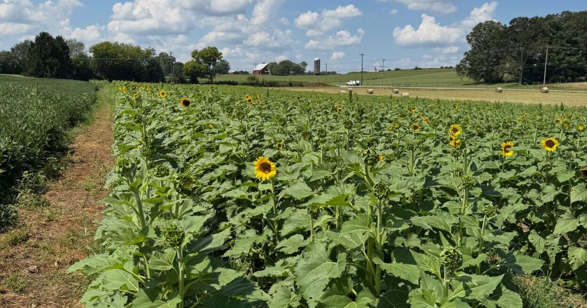 Shared beauty: Sunflower field ready to show its glory