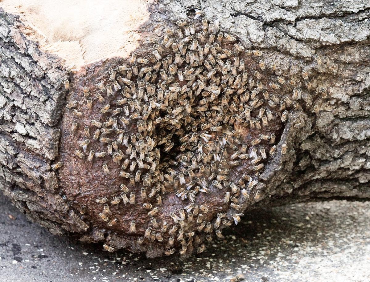 Felled Tree In Louisville Reveals Bee Hive Maryville Beekeeper Moves Surviving Bees News