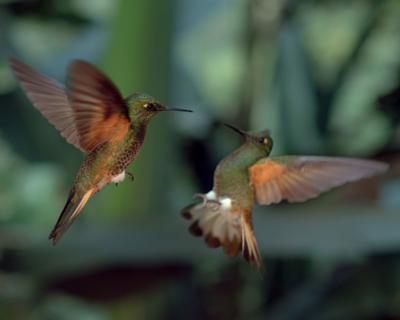Conquest Of Skies 3d Brings Incredible Views To Tennessee Aquarium