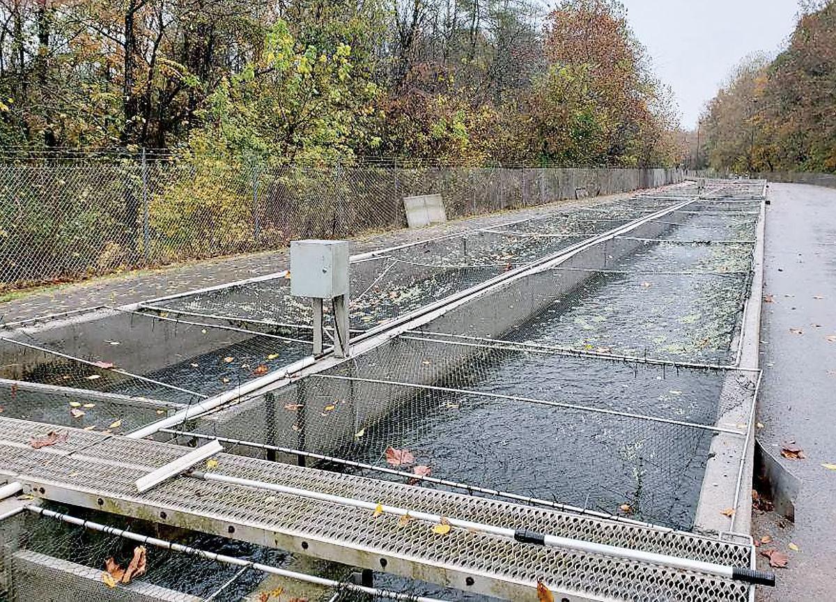 Winter Stock Twra Plans Inaugural Rainbow Trout Stock For