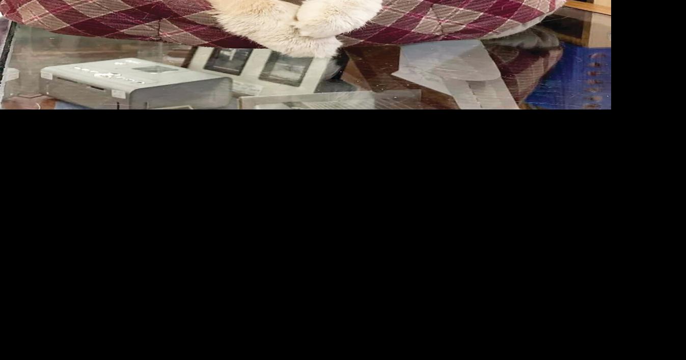 4 Chics and a Cat starting new year in new location at Alnwick