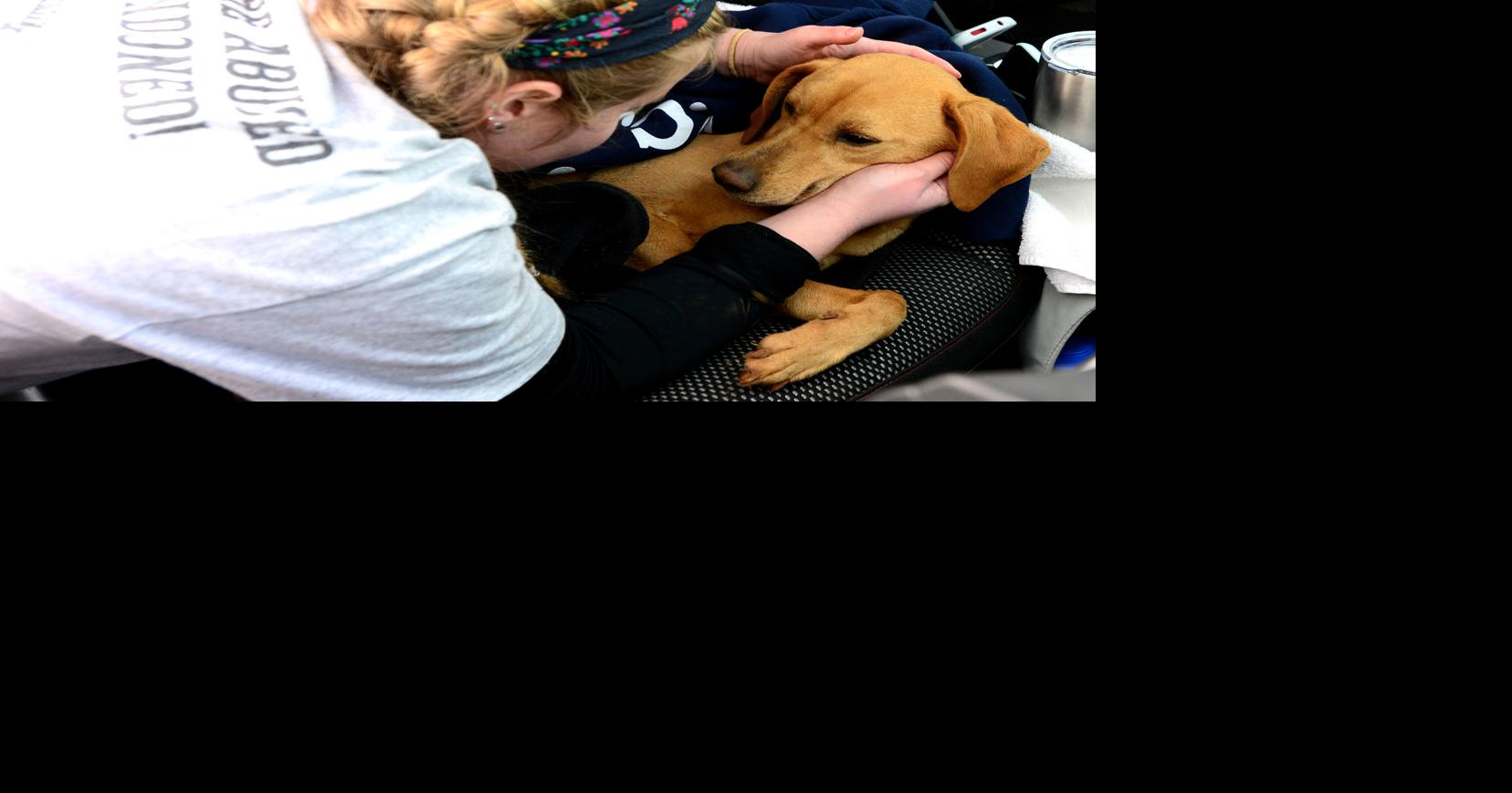 Charges still pending following dog seizures from Blount County ...