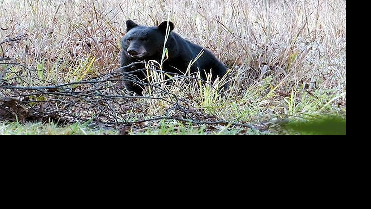Smokies Park tracking bears through GPS News