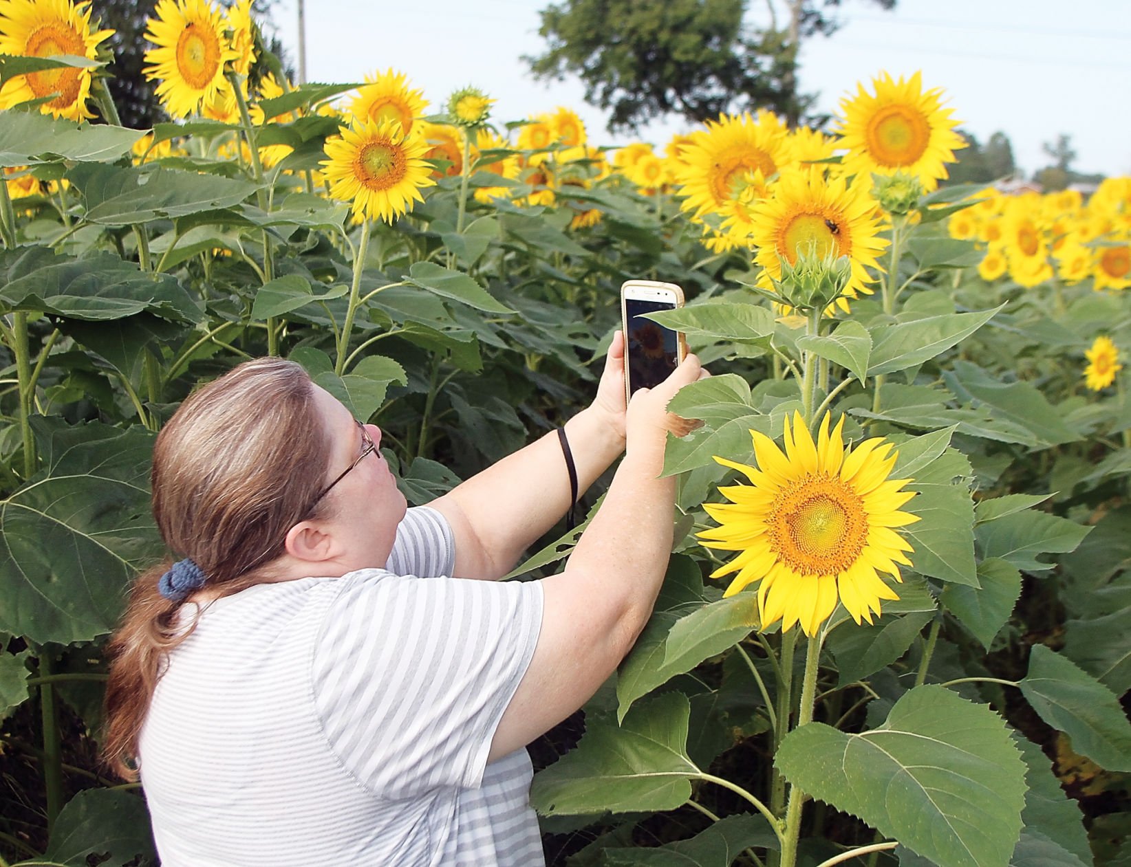 高品質の人気 sunflower様専用 ienomat.com.br