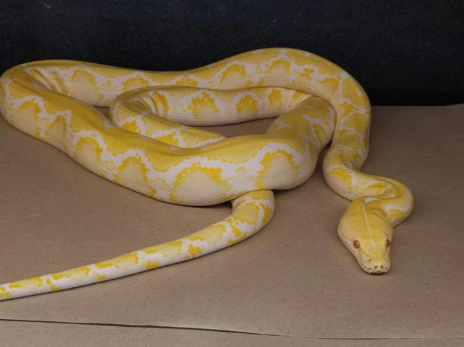 Slitherin' house: Annual convention brings out reptile fans | News ...