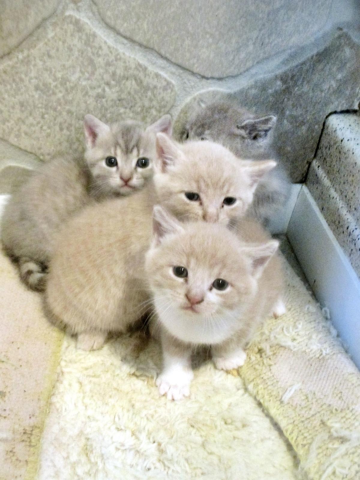 Baby Kittens For Sale At Petco petfinder