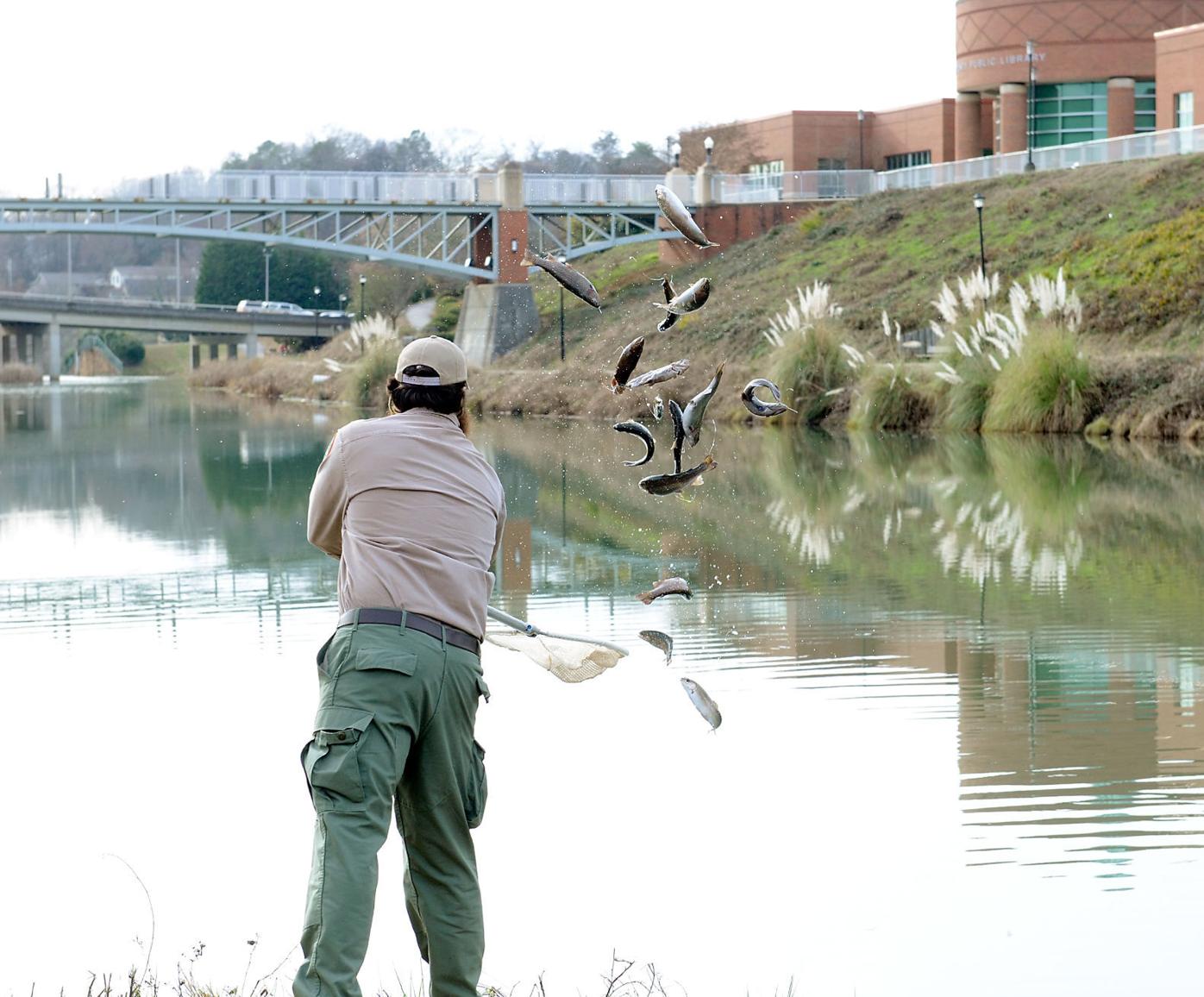 Rainbows In Winter Twra Partners With Trout Unlimited To Stock Maryville Waters With Trout News Thedailytimes Com