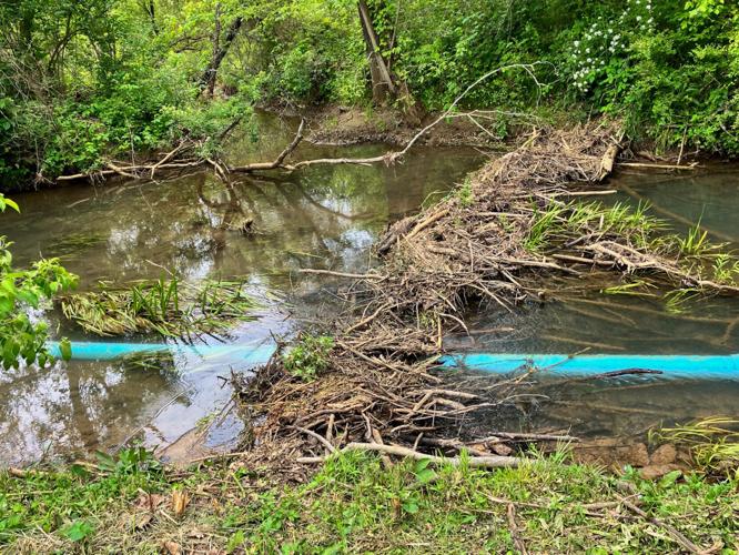 Conservation district installs levelers in local beaver dams | News ...