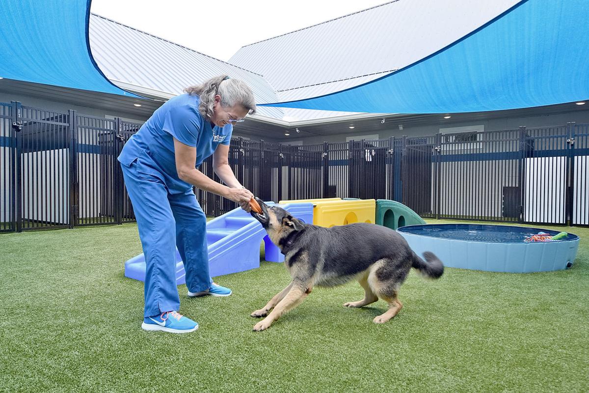 Brewster’s Bark & Bed specializes in pampering pets Business