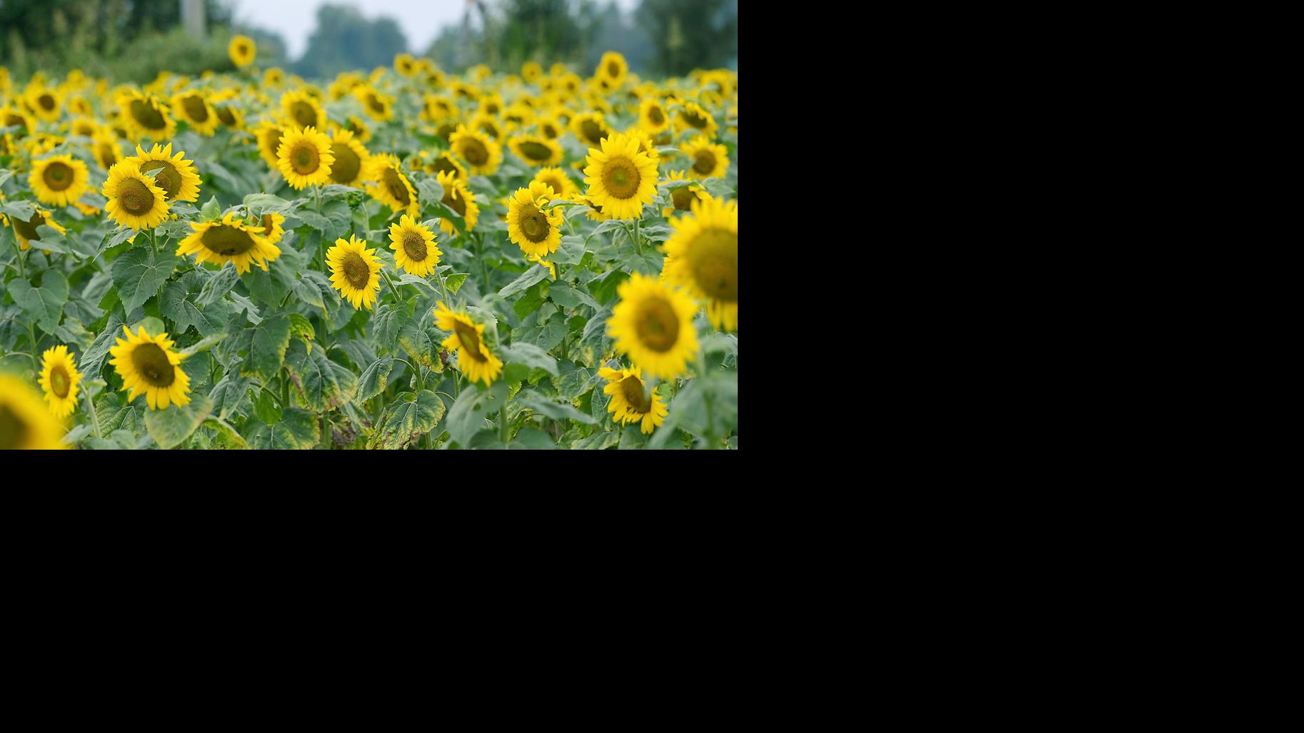 SUNFLOWER FIELDS Community
