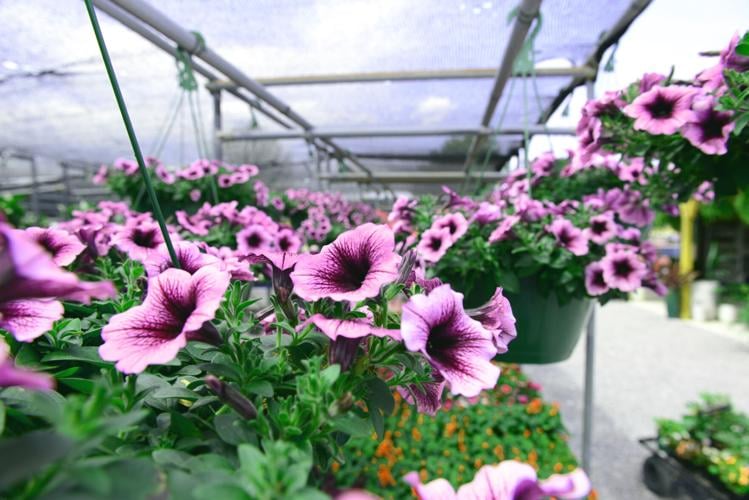 Beauty abounds Popes at Ginger's has new location in Maryville