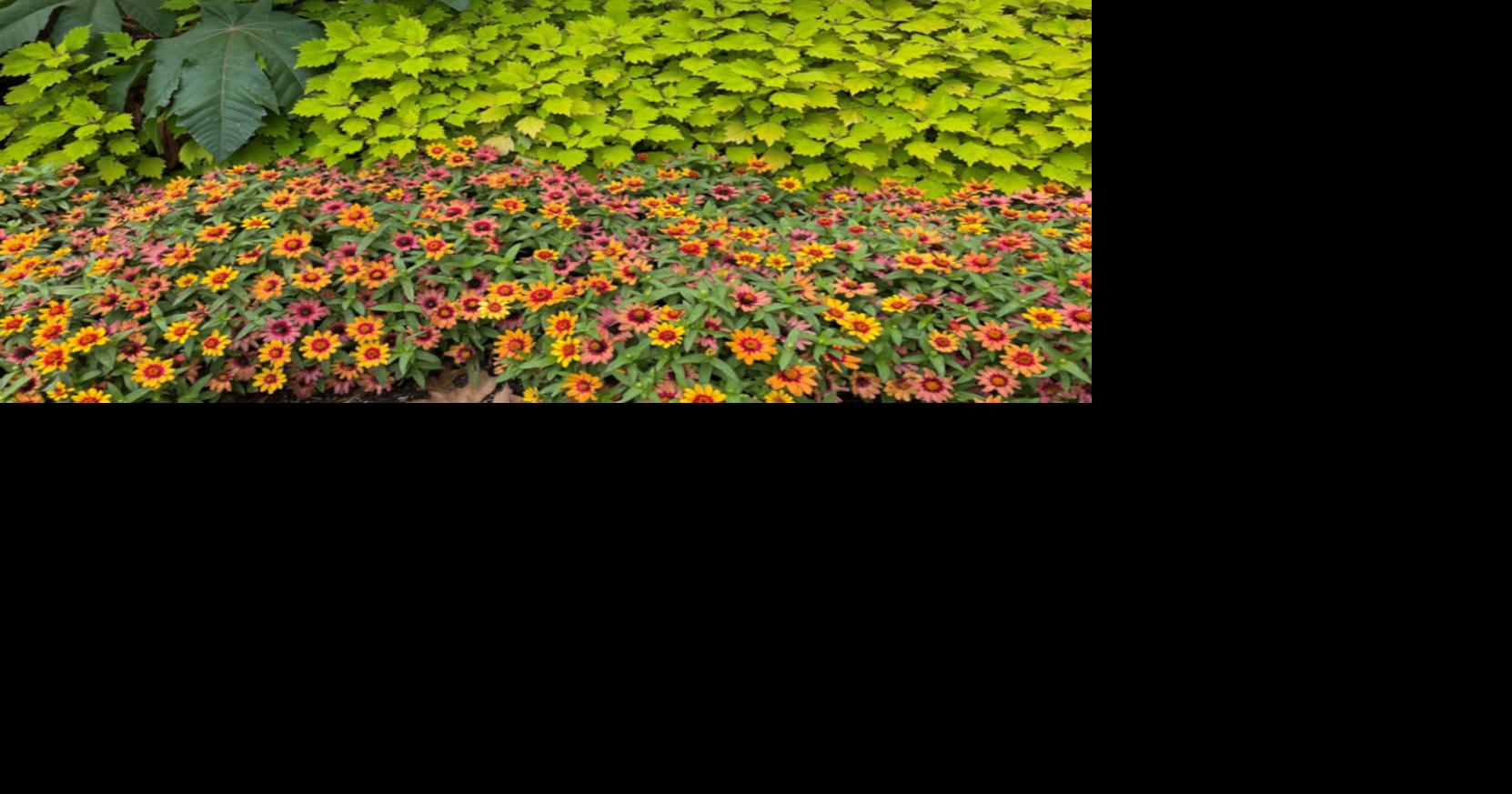 Zinnia are colorful favorites featuring Profusion and Zahara series