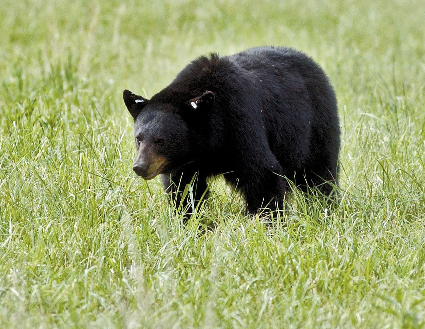 Las Vegas man identified as Smokies bear attack victim News