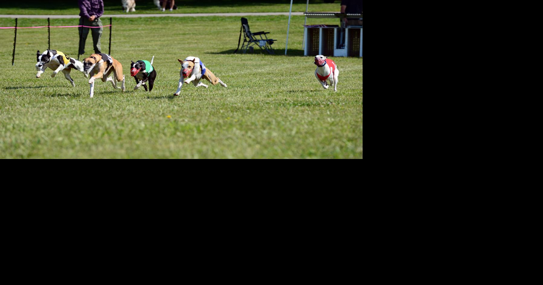 Miniature greyhounds whippet good around the track | News ...