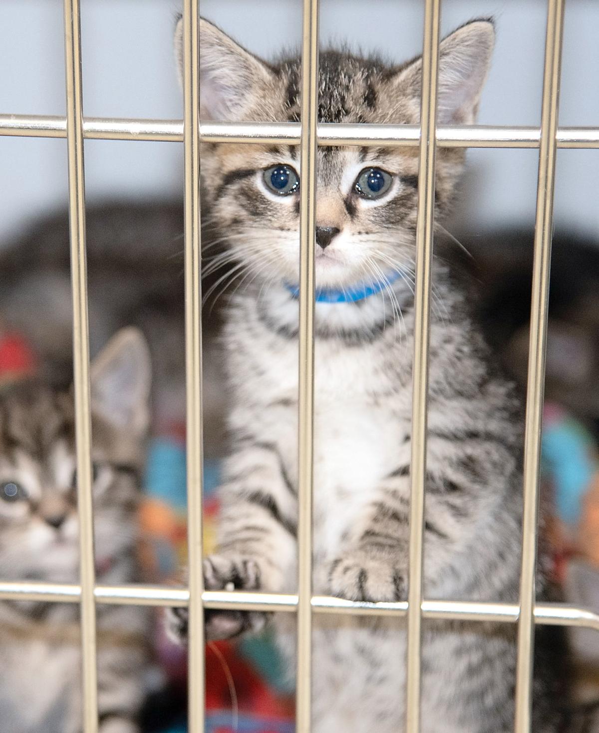 Shelter having busy kitten season with 100 available for adoption