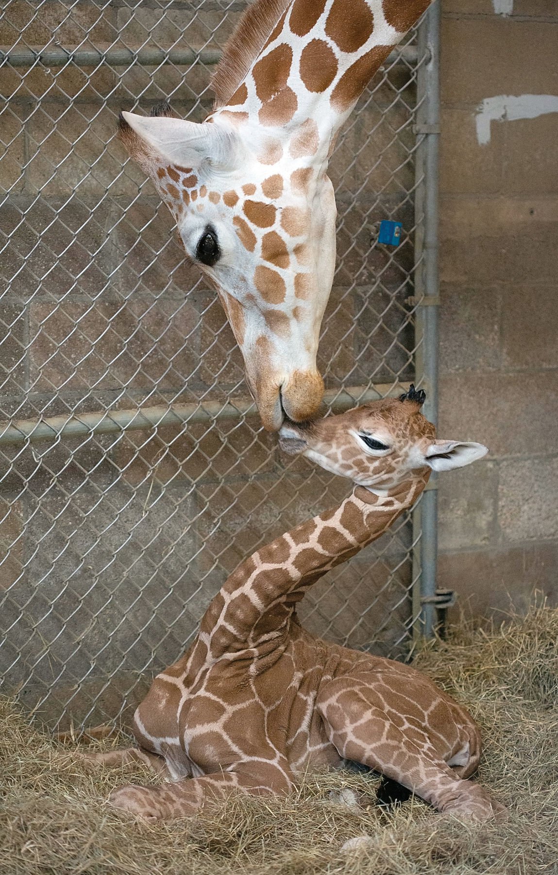 Female Giraffe Born Zoo Knoxville Welcomes First Baby Of Her Kind