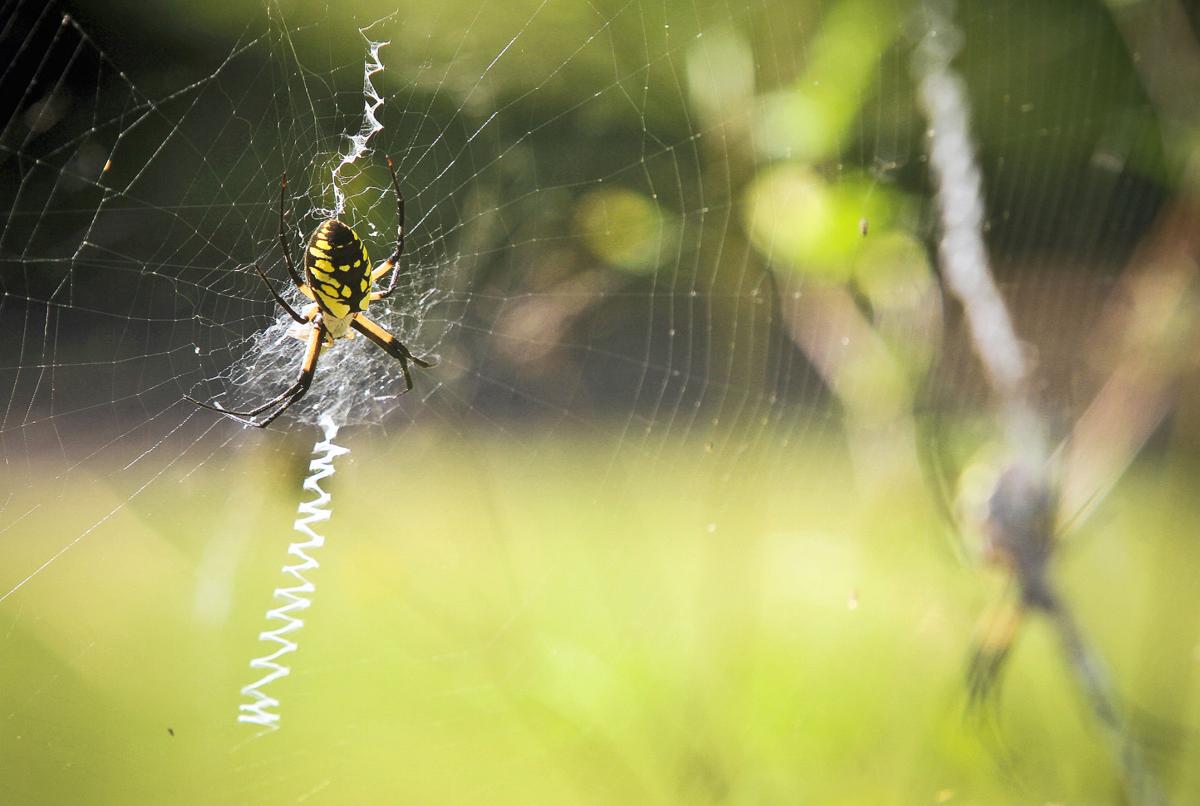 Tremont teacher gains appreciation for 'amazing' spiders ... Tremont teacher gains appreciation for 'amazing' spiders ...