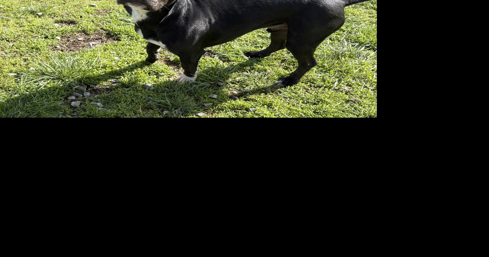 Maryville Alcoa Animal Center Dog of the Week: Cane