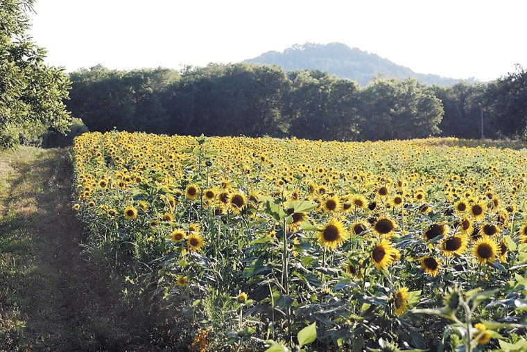 Wildlife agency plants 70 acres to attract mourning doves News
