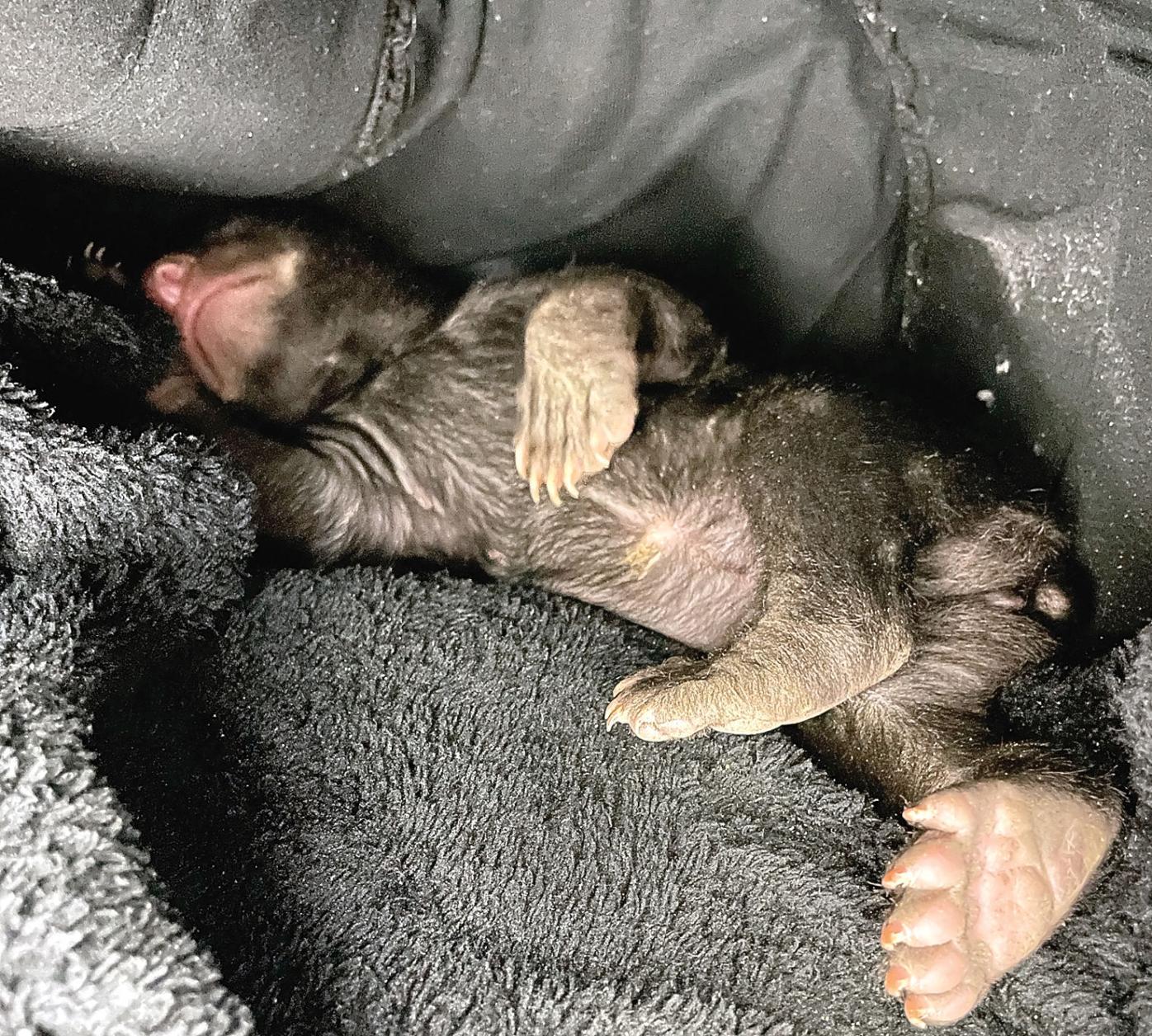 Three Little Bears Triplet Sisters Arrive At Bear Rescue News Thedailytimes Com