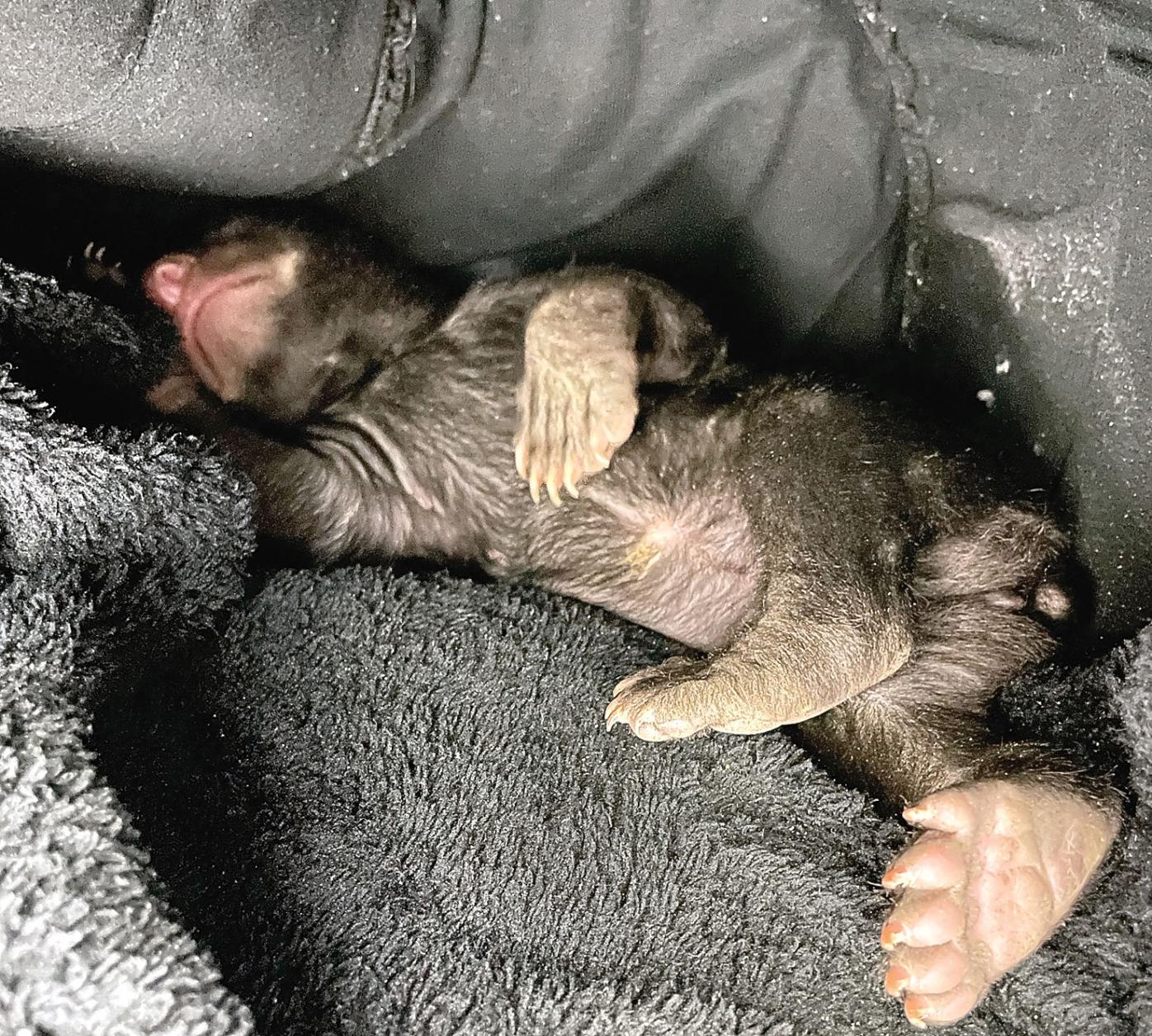 Three Little Bears Triplet Sisters Arrive At Bear Rescue News Thedailytimes Com Three Little Bears Triplet Sisters Arrive At Bear Rescue News Thedailytimes Com