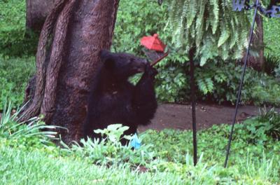 Bear Proof Feeder Not News Thedailytimes Com